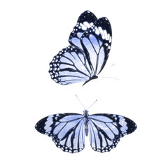 Poster - blue watercolor butterflies isolated on a white