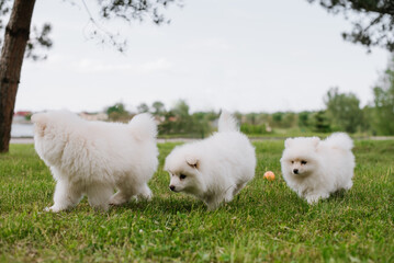  White little puppies playing on green grass during walking in the park. Adorable cute Pomsky Puppy dog , a husky mixed with a pomeranian spitz