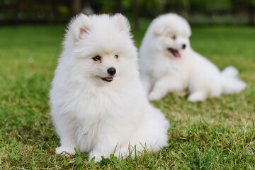  White little puppies playing on green grass during walking in the park. Adorable cute Pomsky Puppy dog , a husky mixed with a pomeranian spitz