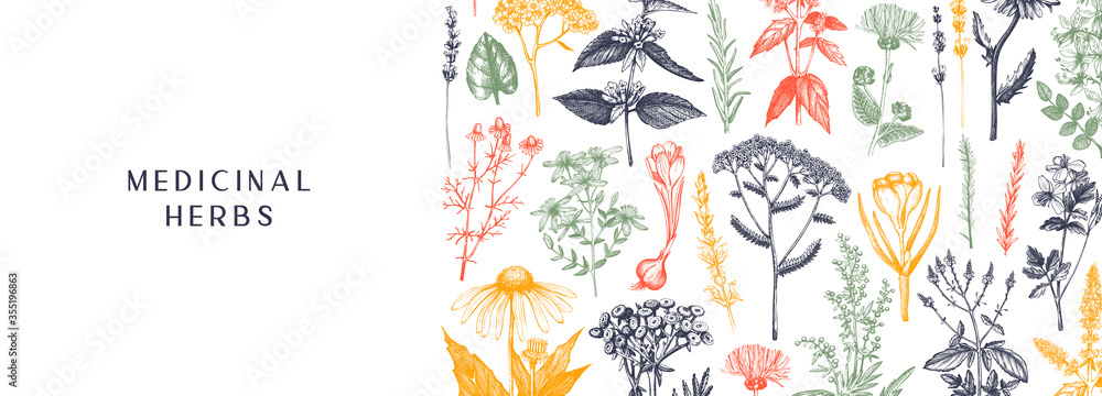 Hand-drawn medicinal herbs banner design in color. Wildflower, weed, and meadow sketches. Vintage summer plants template. Herbs outlines - obrazy, fototapety, plakaty 