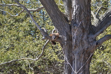 Groundhog also known as a woodchuck sitting on tree branch