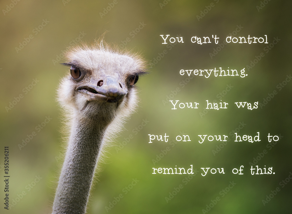 Ostrich having a bad hair day - obrazy, fototapety, plakaty 
