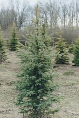 Wall Mural - Small green fir trees in the Park close up