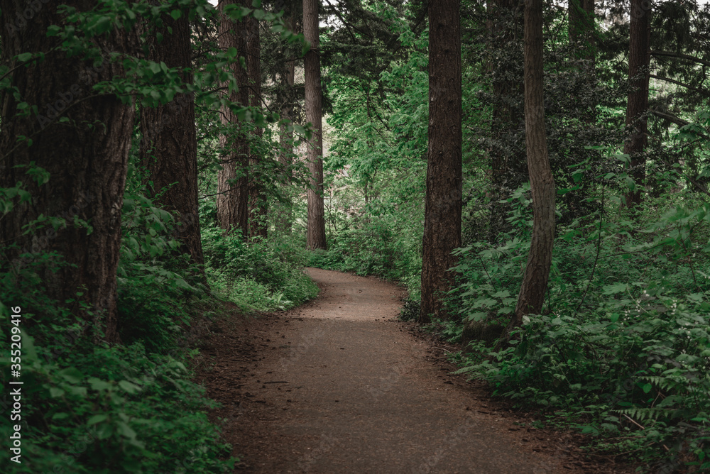 Pacific Northwest greens on a hiking trail in a lush forest - obrazy, fototapety, plakaty 