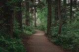 Fototapeta  - Pacific Northwest greens on a hiking trail in a lush forest