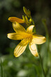 Liliowiec, żółty kwitnący wiosną kwiat