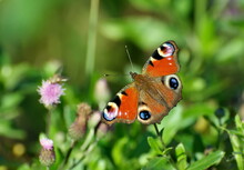 Peacock Butterfly (Aglais Io) In The Summer On The Flower. Moscow Region