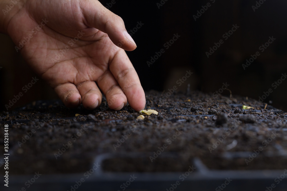 Professional farmer checking a seed after sow in black soil in a pot tray. Vegetable garden and Planting concept. - obrazy, fototapety, plakaty 