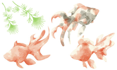  金魚3匹水彩手描きイラスト