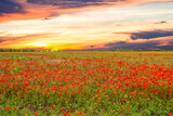 Fototapeta Kwiaty - Large field with red poppies at a beautiful sunset.