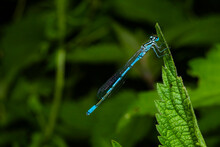 A Resting Azure Blue Dragonfly, Coenagrion Mercuriale, A Dragonfly Sitting On A Leaf