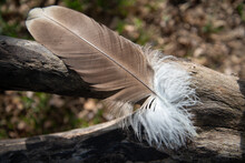 Vulture's Feather
