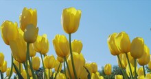 Beautiful Colorful Yellow Tulips Flowers Bloom In Spring Park.