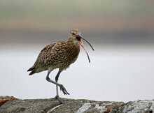 Curlews On The Yorkshire Moors Calling
