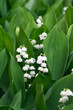 Konwalie majowe, kwitnące, białe kwiaty wśród zielonych liści 