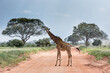 A lone Giraffe on the road