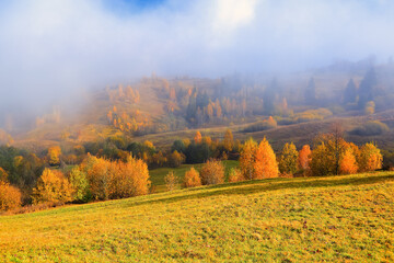 Wall Mural - Autumn landscape in the sunny day. Thick fog covered the valley. In the beautiful forest of the trees with the orange, yellow green coloured leaves and golden grass.