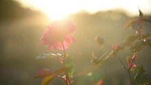 Beautiful Red Rose In Garden At Sunset. Closeup Of Flower Bud And Sun Light In Summer.
