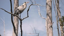 Great Blue Heron Ardea Herodias Perched In A Tree In The Okefenokee Swamp.