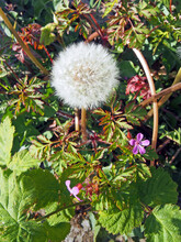 A Large White Dandelion Puffball Surrounded By Tiny Purple Flowers And Leaves In Bright Sunlight