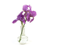 Still Life With A Beautiful Fresh Spring Flower Purple Iris In A Glass Vase Bottle Isolated On White Background. Minimal Art Composition.