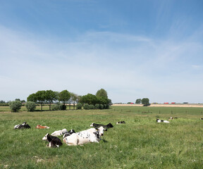 cows in green meadow near motorway A2 between deventer and zutphen in the netherlands