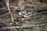 Fototapeta Tęcza - lapwing chick hiding in the grass