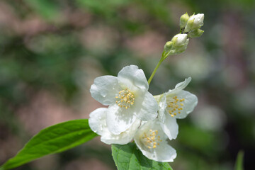 Tender white flowers mock orange and green leaves with raindrops close-up. White jasmine flowers of Philadelphus coronarius. Blooming English dogwood with a blurred background