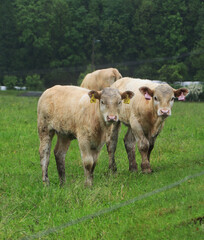 Adult cows from the Czech spotted cattle breed talk happily and chew the grass in rainy weather on the edge of the Beskydy Mountains, Czech Republic.