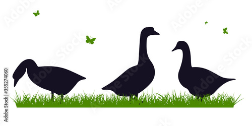 Fotografía geese on the grass, vector flat illustration.