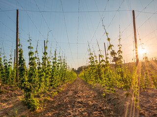 Wall Mural - Bavarian Sunset with a hop garden at the background during Spring time