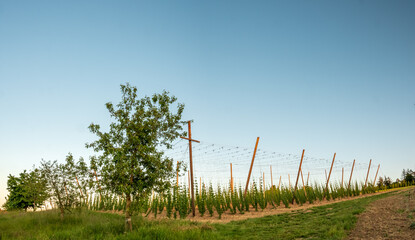 Wall Mural - Bavarian Sunset with a hop garden at the background during Spring time