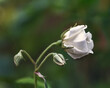 Rose bud opening in dappled light