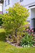 beautiful landscaping withl plants and flowers.Spring time