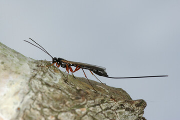 Wall Mural - A female of a ichneumon wasp with orange legs (Rhyssella approximator) parasite of wood wasps