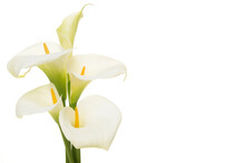 Bouquet Blooming Calla Lilly Flowers Isolated On A White Background With Copy Space