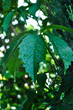 Liście winobluszcza, pnącze ogrodowe, zielone duże liście w kroplach deszczu