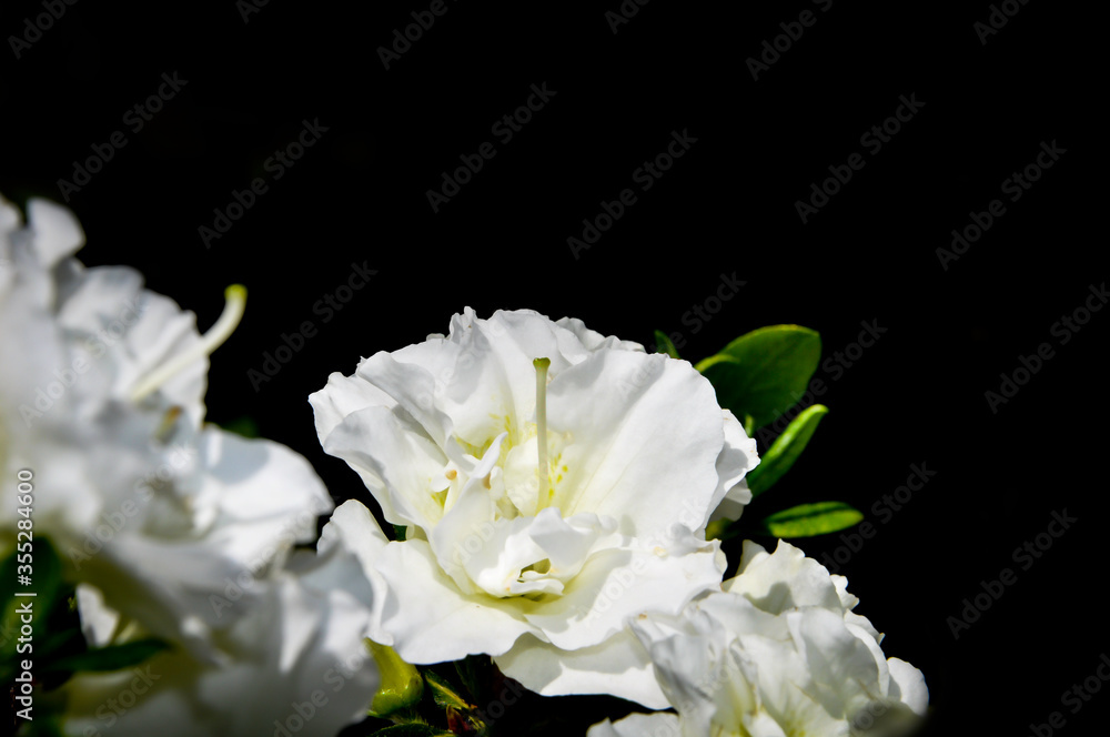 Azalia różanecznik, piękny biały kwiat ogrodowy na czarnym tle - obrazy, fototapety, plakaty 