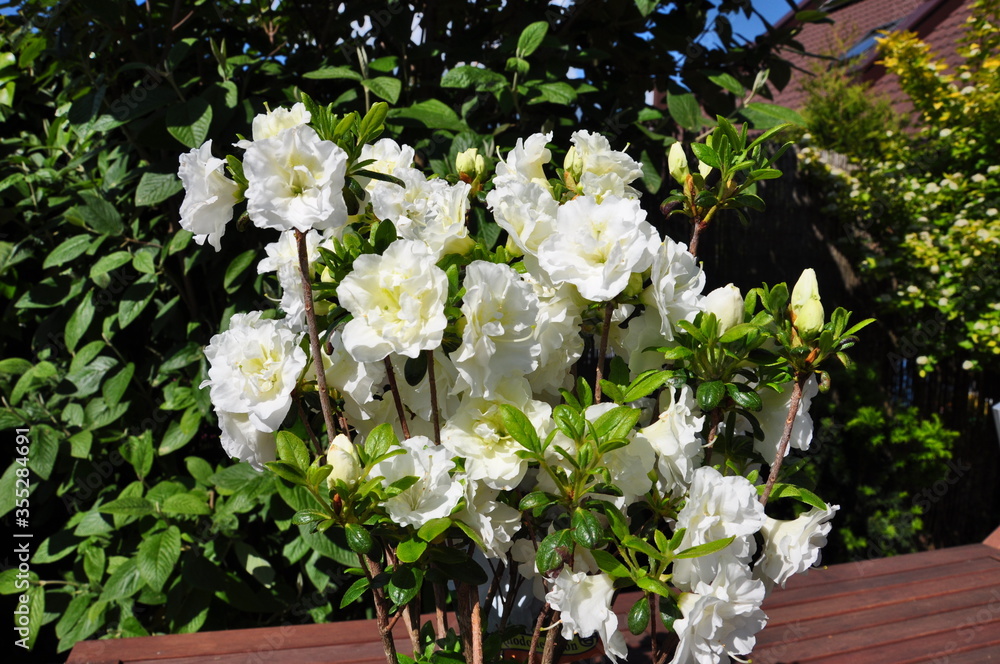 Azalia różanecznik biały kwiat ogrodowy - obrazy, fototapety, plakaty 