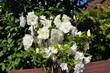 Azalia różanecznik biały kwiat ogrodowy