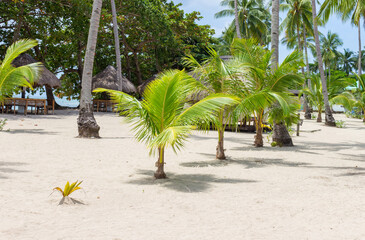 Young coconut trees grow on the sandy beach of a tropical island. Vacation and travel background