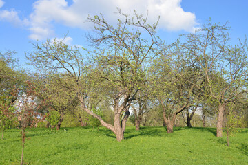 Wall Mural - Apple orchard at spring.