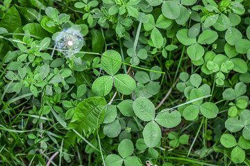 Wall Mural - Spring green clover (shamrock) leaves with water drops