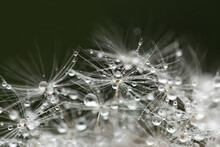 Dandelion Seeds With Water Drops Macro