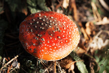 Sunlit Red Amanita Muscaria Mushroom With Dirt