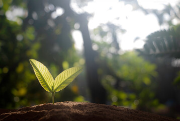 Growing plant,Young plant in the morning light on ground background, New life concept.Small plants on the ground in spring.fresh,seed,Photo fresh and Agriculture  concept idea.