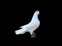 White Pigeon Isolated On Black Background.  White Dove. The Symbol Of Freedom.
