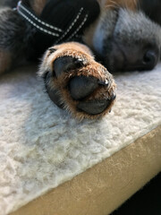 Beautiful Blue Heeler, also known as Australian Cattle Dog puppy