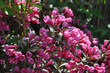 Krzewuszka roślina ogrodowa, piękne liczne różowe kwiaty