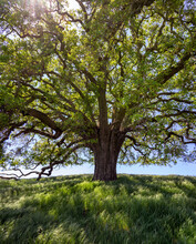 Oak Tree In Pleasanton Ridge Park In The East Bay, California